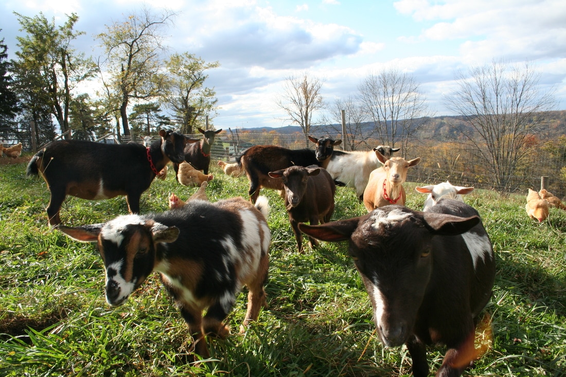 Nigerian Dwarf Goats West Virginia Ohio Pennsylvania